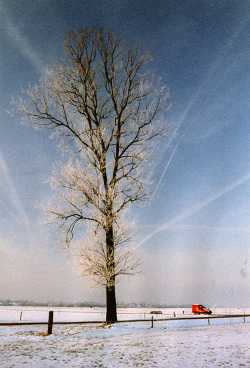 Hait's boom op een mooie winterdag