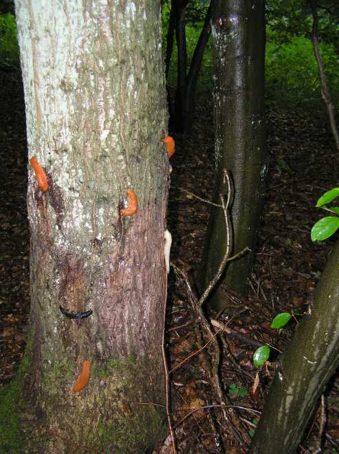 slakken in alle kleuren