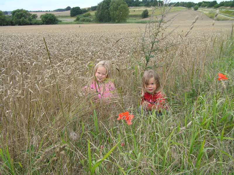 Meisjes in het korenveld