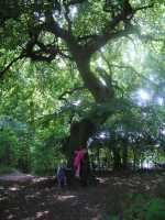 In het bos van Harskov