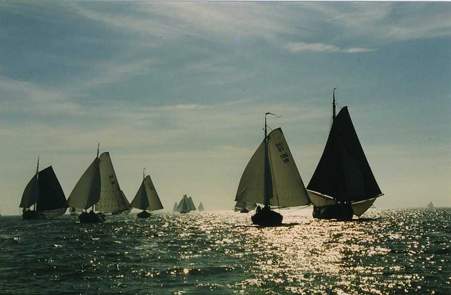 Bolkoppen met tegenlicht 1995